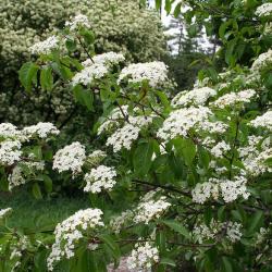 Viburnum prunifolium (black-haw), branches with inflorescence (cymes), other viburnums in background