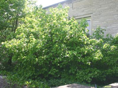 Viburnum molle (Kentucky viburnum), habit, leaves