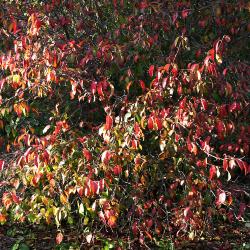 Viburnum prunifolium (black-haw), habit, fall color