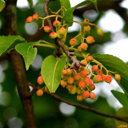 Viburnum lentago (nannyberry), ripening fruits (drupes), leaves