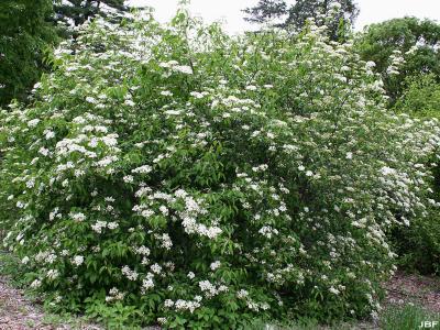 Viburnum prunifolium (black-haw), habit, inflorescence and leaves