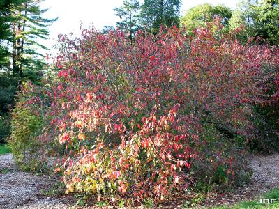 Viburnum prunifolium (black-haw), habit, fall color, other trees in background