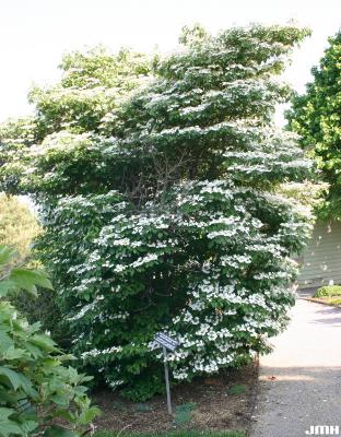 Viburnum plicatum var. tomentosum ‘Summer Snowflake’ (summer snowflake doublefile viburnum), 
layers of branches with leaves and flowers
