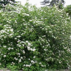 Viburnum prunifolium (black-haw), habit, inflorescence and leaves