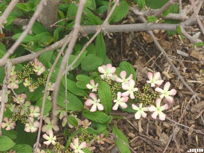 Viburnum plicatum var. tomentosum ‘Molly Schroeder’ (Molly Schroeder doublefile viburnum), flowers, bark, leaves