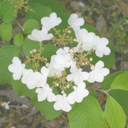 Viburnum lantanoides (hobblebush), flowers in cymes, outer flowers sterile, inner fertile flowers with stamens, flower buds 