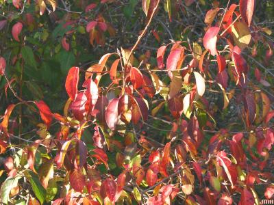 Viburnum prunifolium (black-haw), fall color, leaves