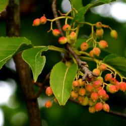 Viburnum lentago (nannyberry), clusters of ripening fruits (drupes), leaves