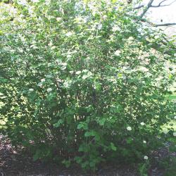 Viburnum lantana (wayfaring tree), form, inflorescences, leaves, branching habit