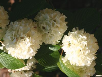 Viburnum plicatum (doublefile viburnum), three inflorescences,  cymes