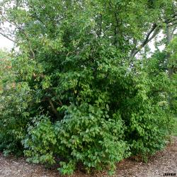 Viburnum lentago (nannyberry), habit, leaves, tree in background