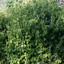 Viburnum lentago (nannyberry), upright habit, leaves
