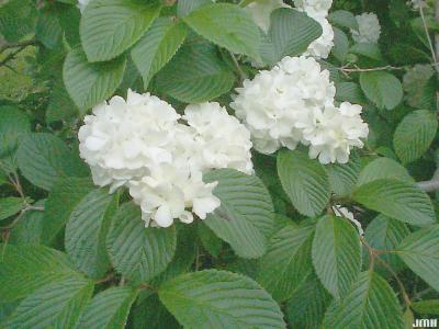 Viburnum lantanoides (hobblebush), sterile flowers in cymes, leaves