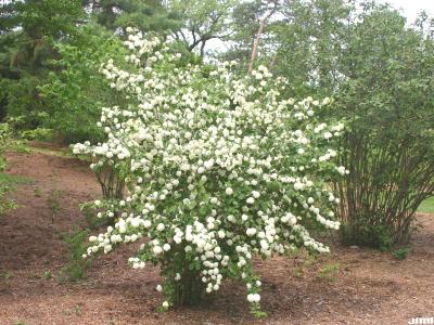Viburnum plicatum (doublefile viburnum), single shrub, habit, inflorescence 