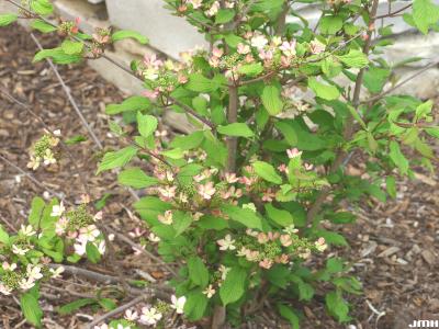 Viburnum plicatum var. tomentosum ‘Molly Schroeder’ (Molly Schroeder doublefile viburnum), base of shrub, bark, leaves, flowers