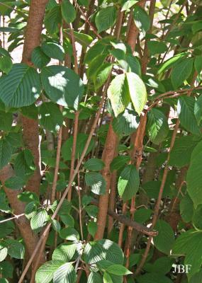 Viburnum plicatum (doublefile viburnum), branches with leaves, habit