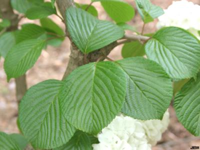 Viburnum plicatum (doublefile viburnum), leaves with pinnate venation
 