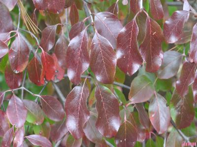 Viburnum rufidulum ‘Morton’ (EMERALD CHARM™ southern black-haw), fall color, leaves