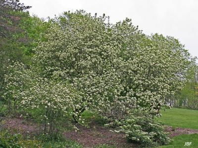 Viburnum × jackii (Jack’s viburnum) form, habit, shrub in full bloom, other shrubs in foreground