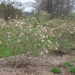 Viburnum × juddii (Judd’s viburnum), form, habit, shrubs in bloom