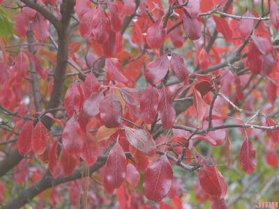 Viburnum rufidulum ‘Morton’ (EMERALD CHARM™ southern black-haw), branches, leaves, fall color