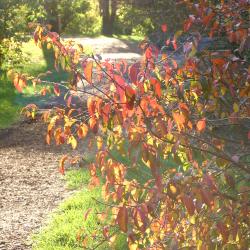 Viburnum rufidulum ‘Morton’ (EMERALD CHARM™ southern black-haw), branches, fall color, trail in background