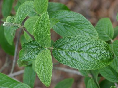 Viburnum × rhytidophylloides ‘Alleghany’ (Alleghany hybrid leatherleaf viburnum),  leaves, bark on twigs