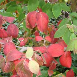 Viburnum × juddii (Judd’s viburnum), fall color, bark