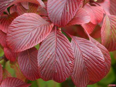 Viburnum sieboldii ‘Wavecrest’ (Wavecrest Siebold’s viburnum) serrated leaves