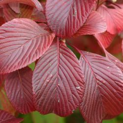 Viburnum sieboldii ‘Wavecrest’ (Wavecrest Siebold’s viburnum) serrated leaves