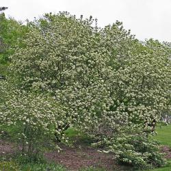 Viburnum × jackii (Jack’s viburnum) form, habit, shrub in full bloom, other shrubs in foreground