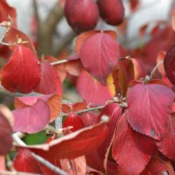 Viburnum × juddii (Judd’s viburnum) fall color, flower buds, bark