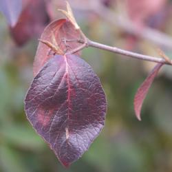 Viburnum × juddii (Judd’s viburnum), fall color, leaf buds, bark, twig
