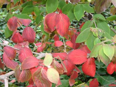 Viburnum × juddii (Judd’s viburnum), fall color, bark
