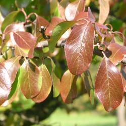 Viburnum rufidulum (southern black-haw), fall color, finely toothed leaves