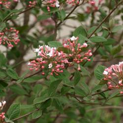 Viburnum × juddii (Judd’s viburnum), inflorescence, buds, flowers, dentate leaves in background