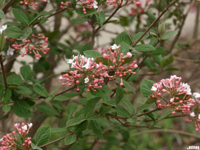 Viburnum × juddii (Judd’s viburnum), inflorescence, buds, flowers, dentate leaves in background