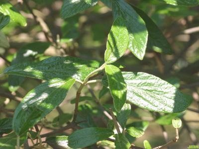 Viburnum × pragense (Prague viburnum), new growth, evergreen, opposite leaves