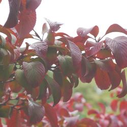 Viburnum sieboldii ‘Wavecrest’ (Wavecrest Siebold’s viburnum), fall color on leaves