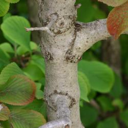 Viburnum sieboldii ‘Wavecrest’ (Wavecrest Siebold’s viburnum), bark of trunk, bark with lenticels, leaves showing some slight fall color in background