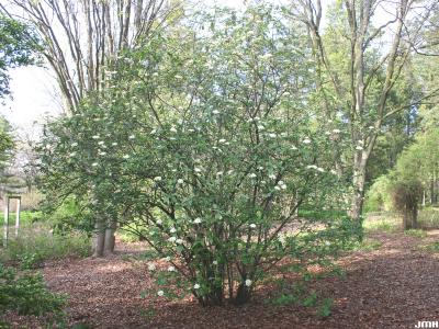 Viburnum × rhytidophylloides ‘Alleghany’ (Alleghany hybrid leatherleaf viburnum), shrub in flower, form