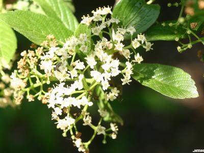 Viburnum sieboldii (Siebold’s viburnum), panicle, insect on flower, stamens visible