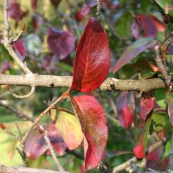 Viburnum rufidulum (southern black-haw), fall color, bark, buds 
