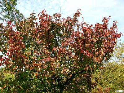 Viburnum rufidulum (southern black-haw), fall color, habit