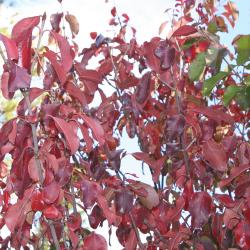 Viburnum rufidulum ‘Morton’ (EMERALD CHARM™ southern black-haw), branches, leaves, fall color