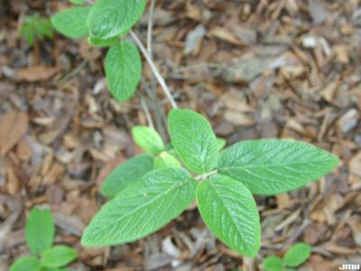 Viburnum × rhytidophylloides ‘Alleghany’ (Alleghany hybrid leatherleaf viburnum),  leaves