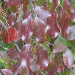Viburnum rufidulum ‘Morton’ (EMERALD CHARM™ southern black-haw), fall color, leaves