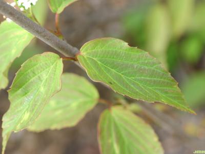 Viburnum setigerum Hance (tea viburnum), opposite, leaves, margins