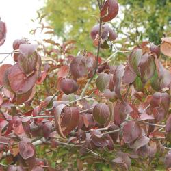 Viburnum × juddii (Judd’s viburnum), fall color