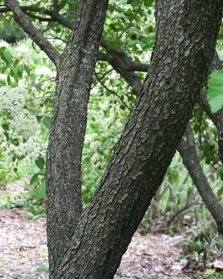 Viburnum × jackii (Jack’s viburnum), bark, other plants in background